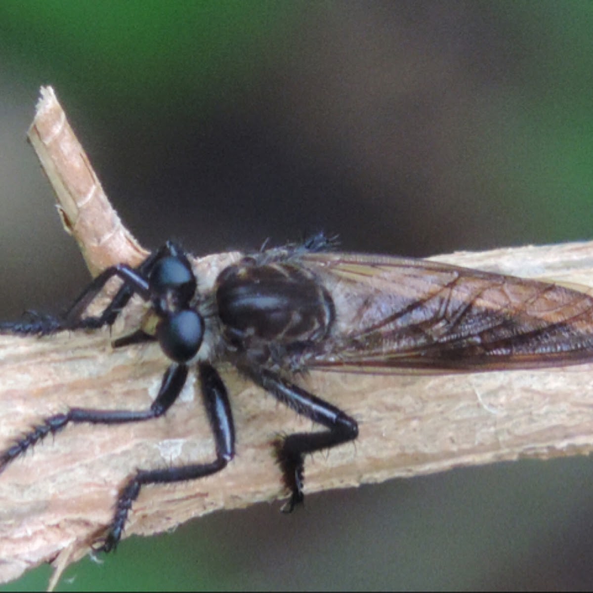 Robber Fly