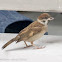 Tree Sparrow