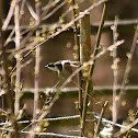 European pied flycatcher