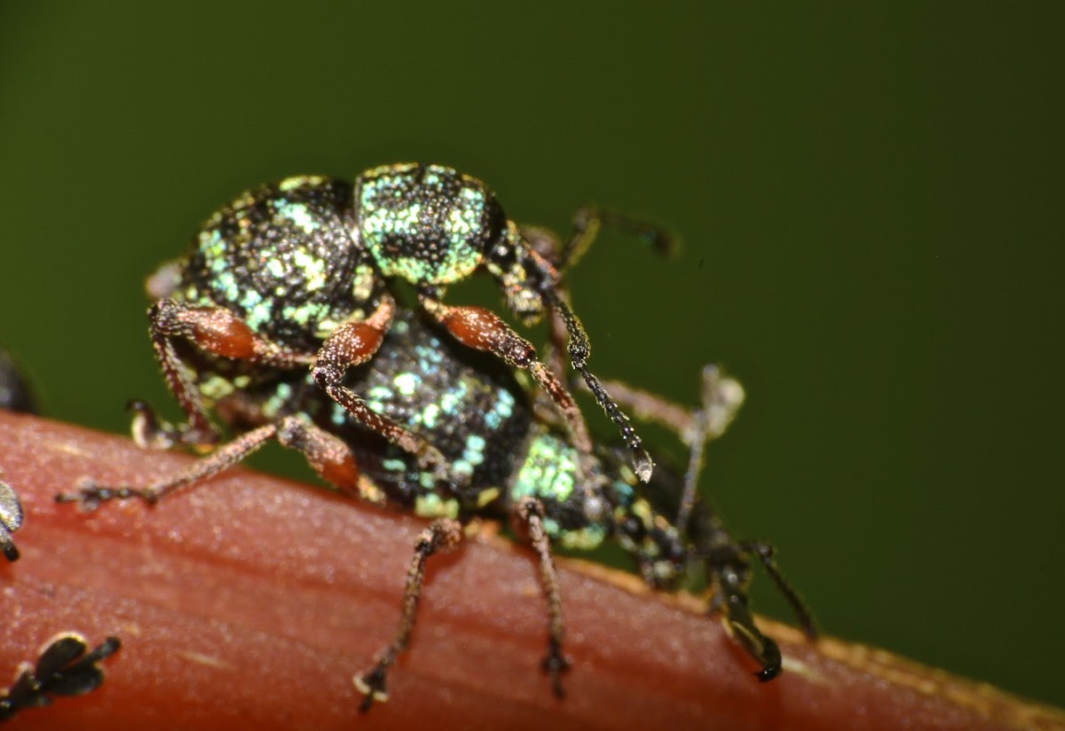 Weevil