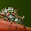 Weevil