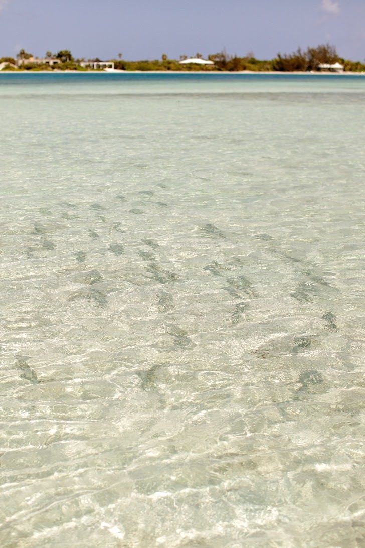 Stand Up Paddleboarding (What to Do in Turks and Caicos Providenciales Island).