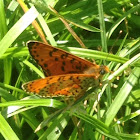 Spotted fritillary