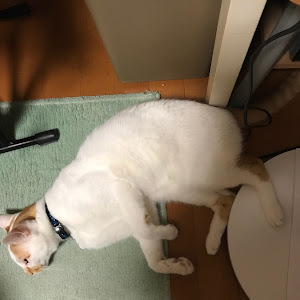 ミニ ハッチバック ワン