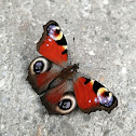 European peacock, Tagphauenauge