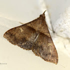 Speckled Renia Moth