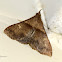 Speckled Renia Moth