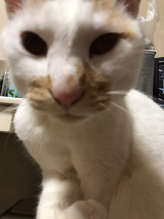 ミニ ハッチバックのCT愛猫部・1日1猫・今日もめんこい‼️に関するカスタム事例の投稿画像2枚目
