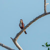 white-breasted kingfisher, white-throated kingfisher