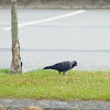 Western Jackdaw