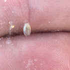 Atlantic Mole Crab (juvenile)