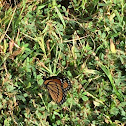 Viceroy butterfly