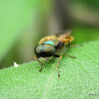 Soldier fly, male