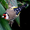 Goldfinch