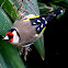 Goldfinch