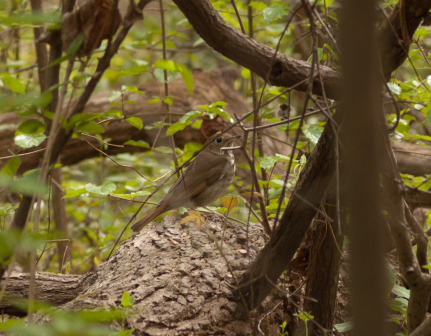 Hermit Thrush