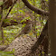 Hermit Thrush