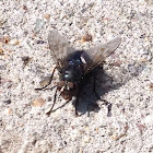 Common Housefly