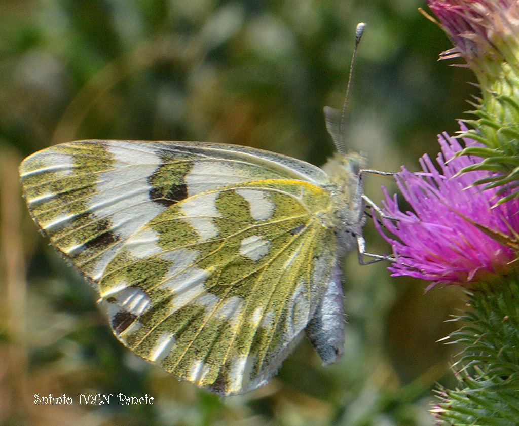 Eastern Bath White