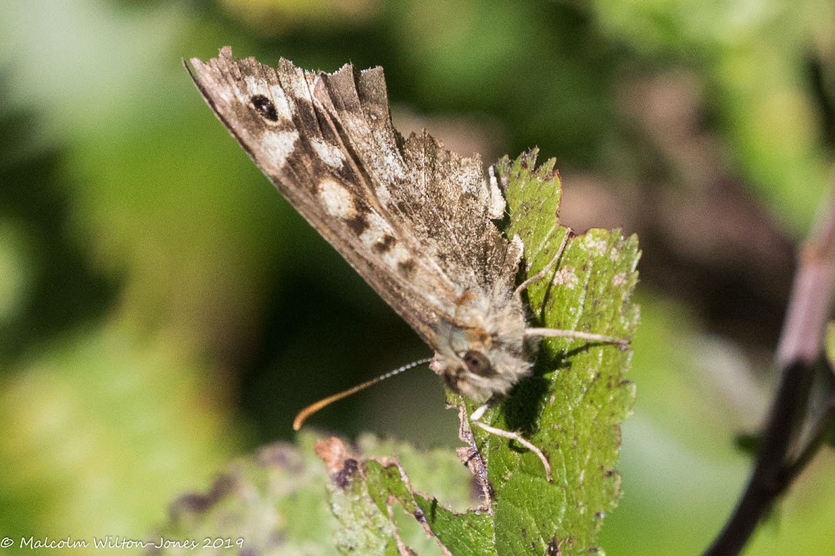 Speckled Wood