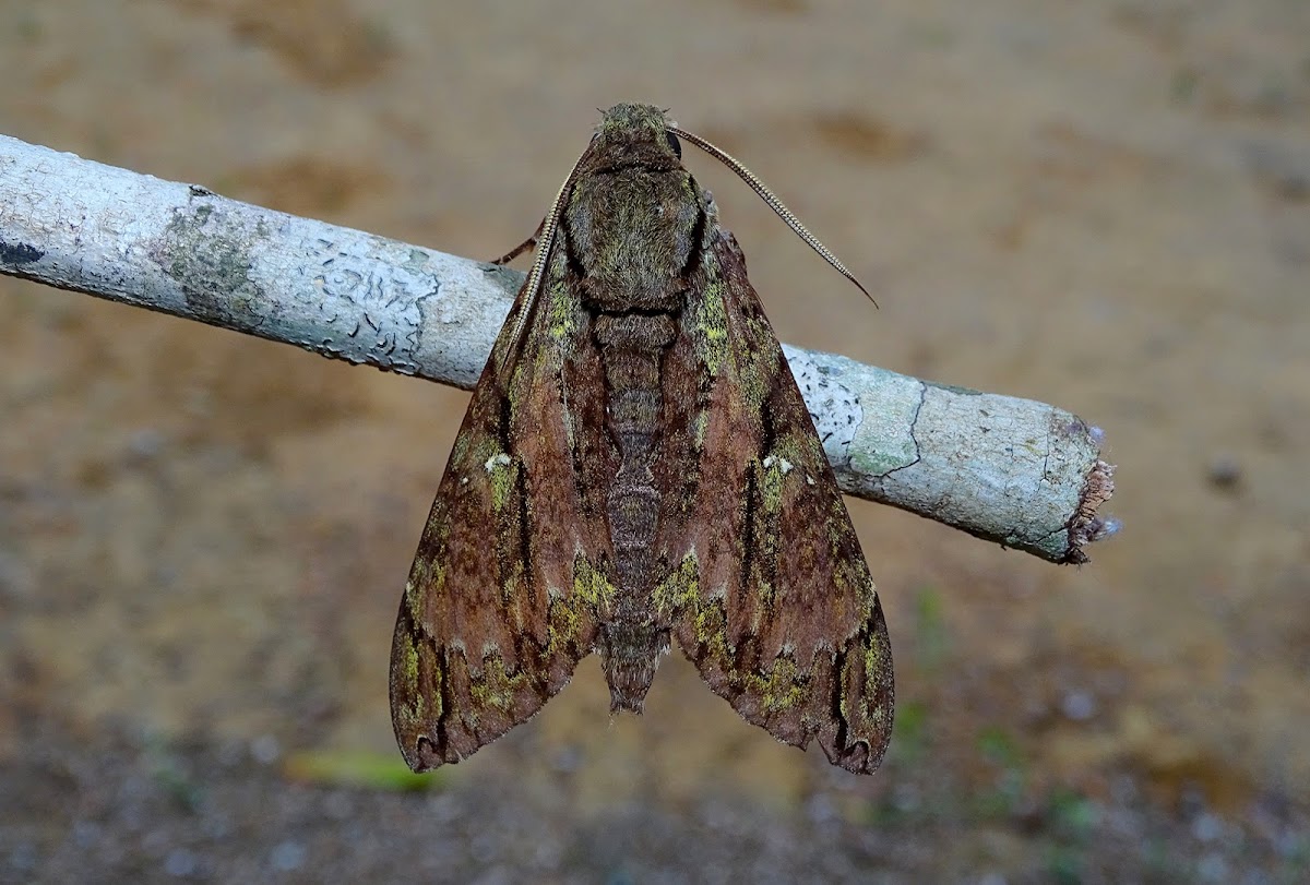 Moth - Cocytius beelzebuth