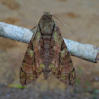 Moth - Cocytius beelzebuth