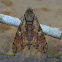 Moth - Cocytius beelzebuth