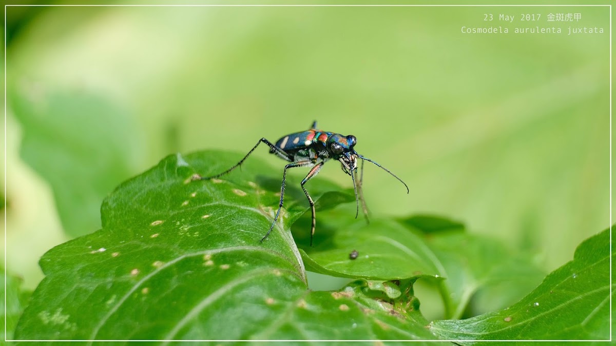 Cosmodela aurulenta 金斑虎甲