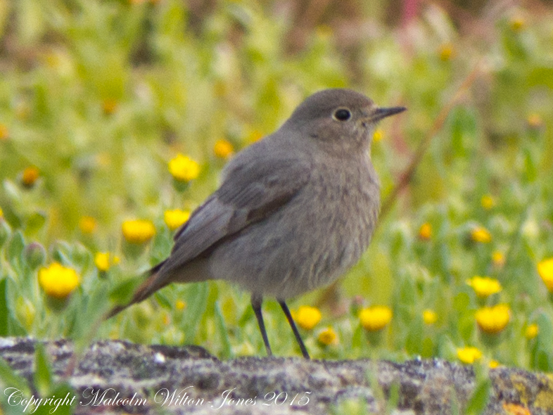 Black Redstart; Colirrojo Tizón