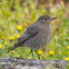 Black Redstart; Colirrojo Tizón