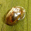 Golden Tortoise Beetle