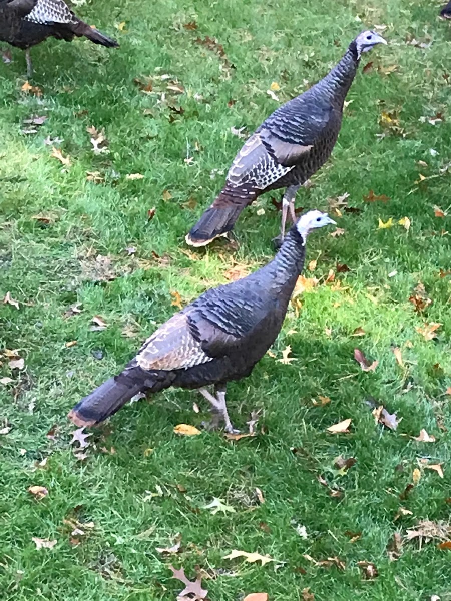 Eastern Wild Turkey