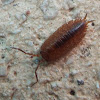 Pillbug/Woodlice