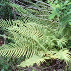 Southern Shield Fern