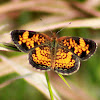 Pearl Crescent Butterfly