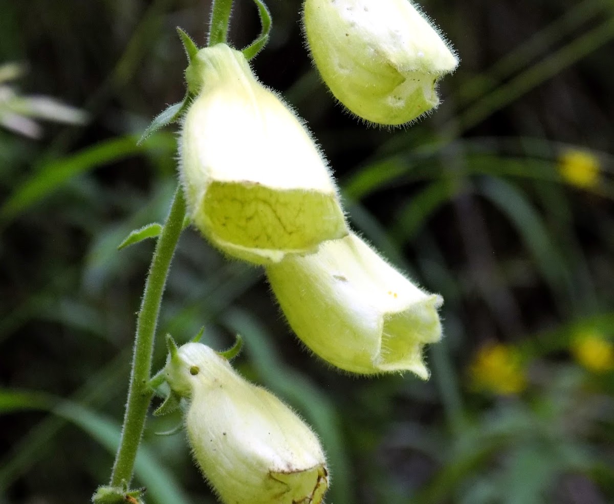 Yellow foxglove