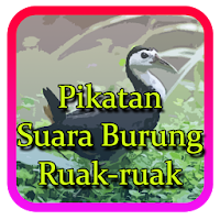 Pikatan Suara Burung Ruak-Ruak