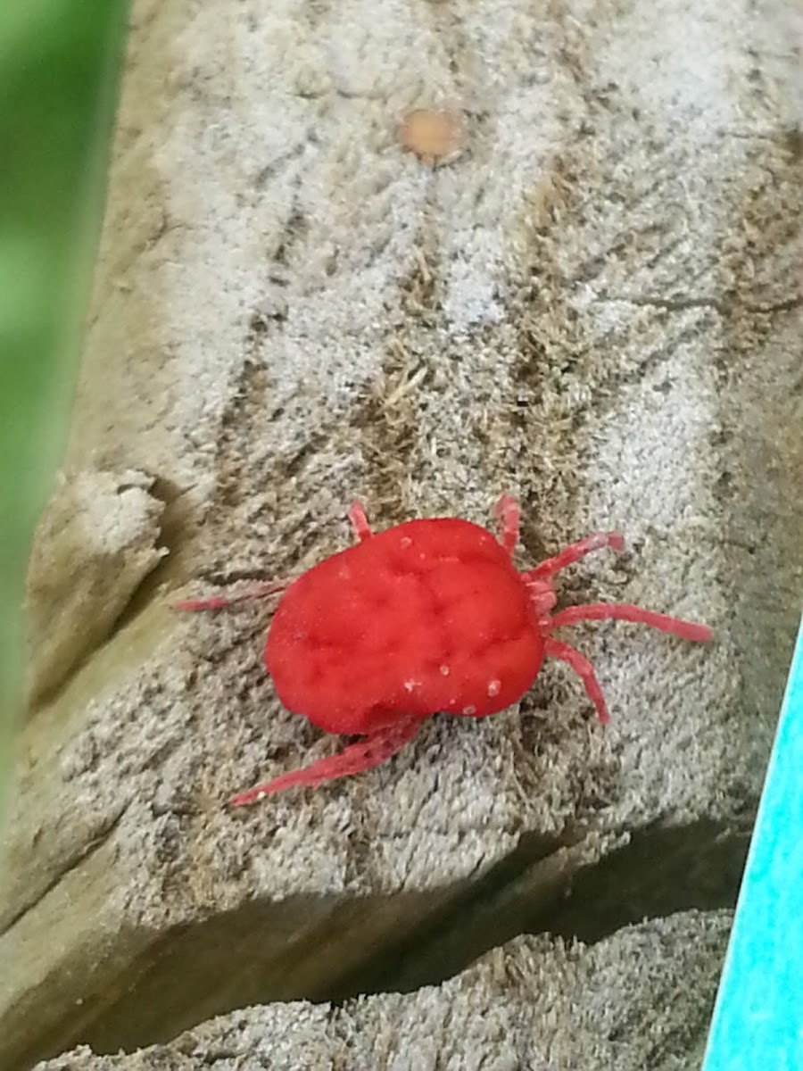 Red Velvet Mite