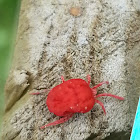 Red Velvet Mite