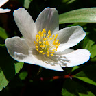 Wood anemone white