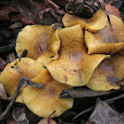 Pholiota spumosa