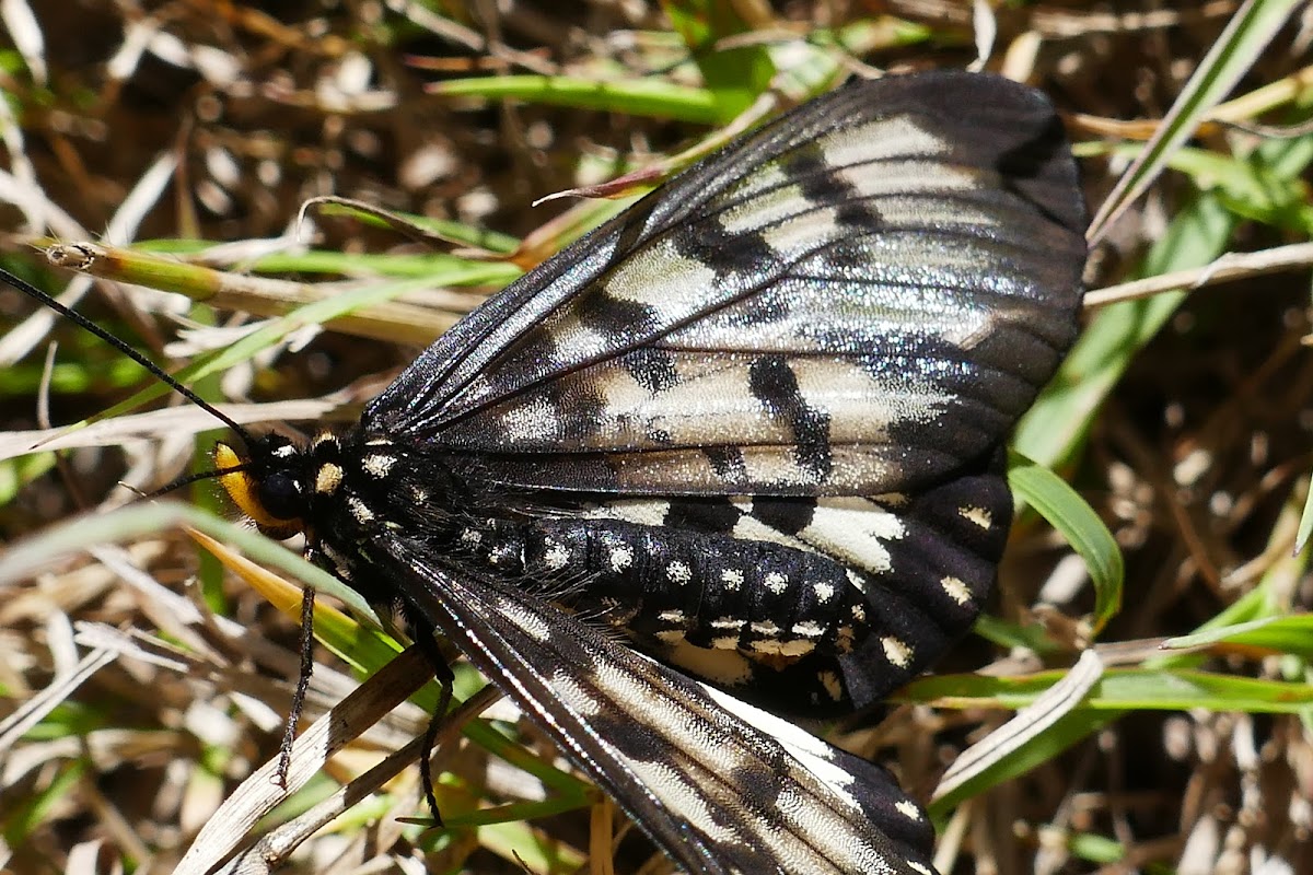 Glasswing Butterfly