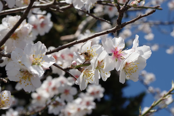 Effetto_primavera di @Virginia_Billè