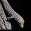 Cayman Blue-throated Anole