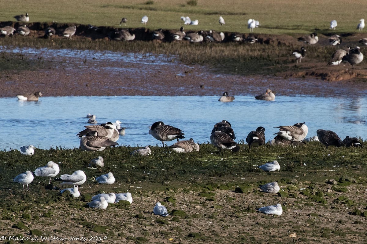 Canada Goose