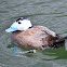 White-headed duck