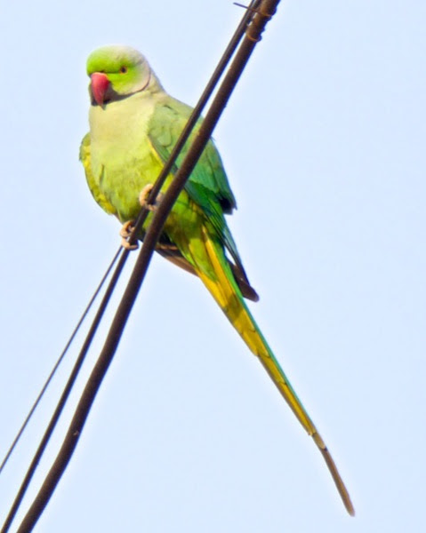 Rose Ringed Parakeet Project Noah