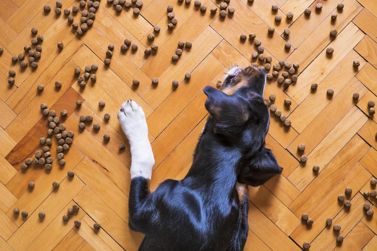 飼主們在狗狗懷孕中期時要更給予包容及耐心，多帶狗狗外出散步。