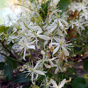 Sweet Autumn Clematis