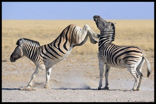 Wild Animal Documentaries HD ?????????